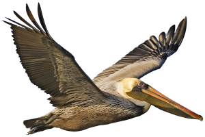 Pelican PNG-46572